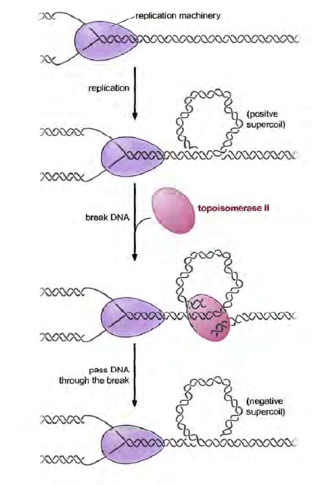 Topoisomerasas I y II Las topoisomerasas resuelven los superenrrollamientos que se forman al relajar al DNA en la horquilla de replicación.