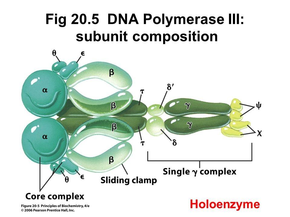 DNA pol III E. coli tiene al menos 5 tipos de polimerasas de DNA (una célula eucarionte puede tener hasta 15, siendo las principales la α/primasa, la pol δ y la pol ε).