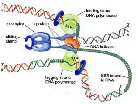 Modelo del trombón Explica la replicación coordinada de las dos cadenas en las horquilla de replicación bacteriana, por medio de las dos unidades de DNA pol III.