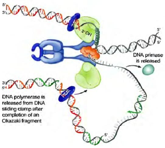 Modelo del trombón Cuando la DNA pol III completa un fragmento de Okazaki es liberada del asa de agarre