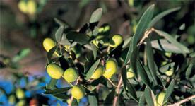 El olivar lo entendemos como un ecosistema en el que intervienen y se relacionan, además de los olivos, otros recursos como el suelo, las plantas espontáneas, el agua de lluvia y los animales