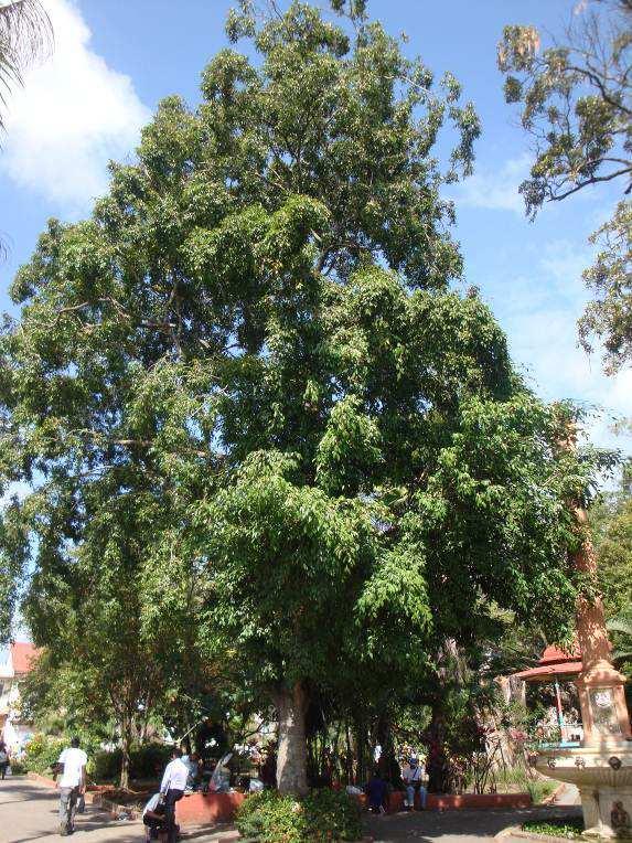 08 Laurel Ficus ssp.