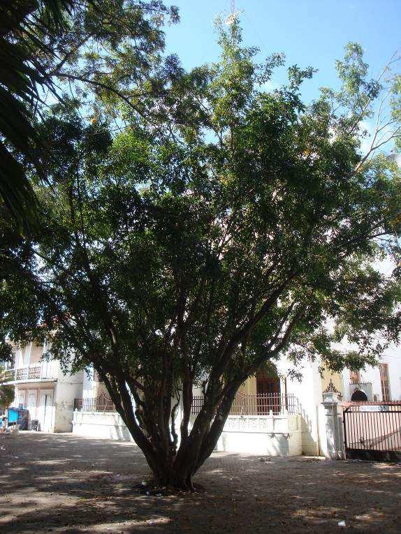 48 Laurel Ficus ssp. 11cm-22cm/ joven solitario-libre Diámetro de la copa (max.): 18m Cortes viejos no-profesionales en la base del fuste.
