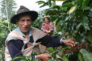 Grupos productores Cecovasa (Perú) La organización: CECOVASA, Central de Cooperativas Agrarias Cafetaleras de los Valles de Sandia, es una organización de pequeños productores Quechuas y Aymaras,
