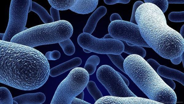 Bacterias contra infecciones bacterianas en ORL Dr.