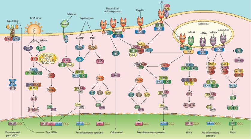 2 Respuesta inmune a la infección Inmunidad innata Toll-like receptors TLRs y vías de señalización