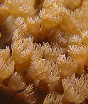 408/467 Convención sobre los Humedales Ficha Informativa 5 Arrecifes de coral: Humedales esenciales en grave peligro Los arrecifes de coral, a menudo llamados selvas del mar, nos fascinan por su