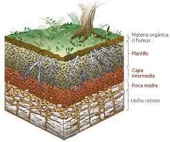 7. Distinguir las distintas capas del suelo y las principales formaciones vegetales.