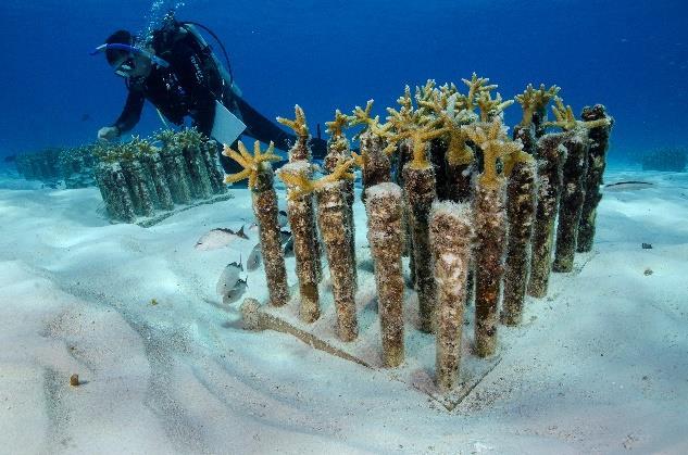 arrecifes, generados por encallamientos y