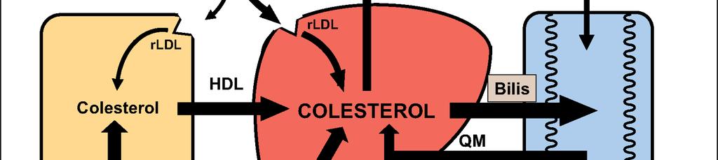 Colesterol: