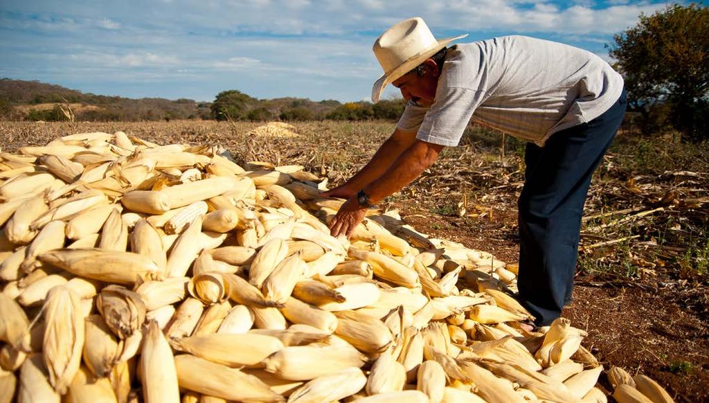 Casos de éxito Incrementa 200% rendimiento promedio en cosecha de productores con Educampo Jalisco Por Jorge A.