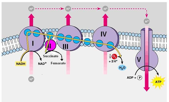 La quimiosmosis en la mitocondria. El papel del bombeo de protones Complejos proteicos.