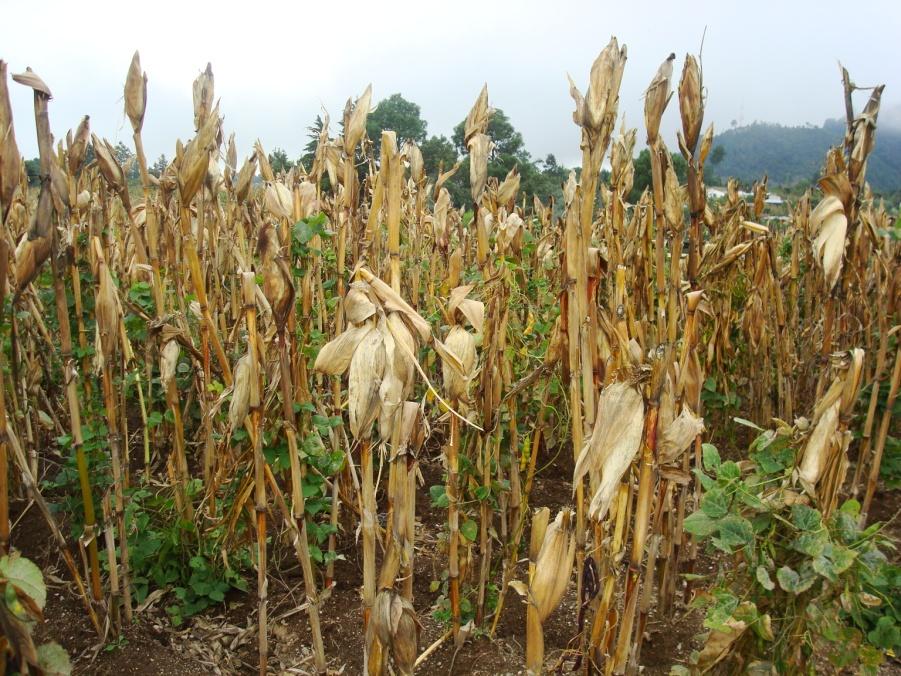 En el Occidente del país, algunas familias han iniciado la cosecha de maíz y frijol En la fotografía de la izquierda se observa la parcela de milpa, donde el maíz se