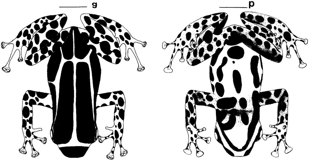192 V. R. MORALES FIG. 1. Dendrobates lamasi sp. nov. Paratipo MHNJP(=MHNSM) 1462; a vista dorsal, linea = 3.7 mm; b vista ventral, linea = 3.7 mm. tutor, D. fantasticus, D. reticulatus y D.