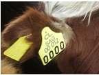 -Identificación individual de animales autorizados a CPC -Emitir y registrar autorización de subida / bajada de animales