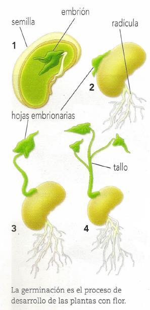 Reproducción sexual en plantas En las plantas inferiores (de las algas verdes a los helechos), las gametas masculinas fecundan a la oosfera (gameta femenina), ubicada en un órgano especial, el