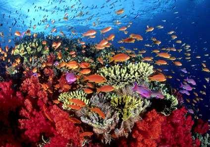 b) Arrecifes Son colonias de pólipos coralinos que viven en simbiosis con algas zooxantelas.