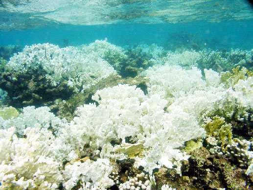 El principal impacto sobre los arrecifes