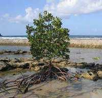 Impacto en los manglares: - Tala para el cultivo de langostinos y camarones, sobreexplotación maderera,