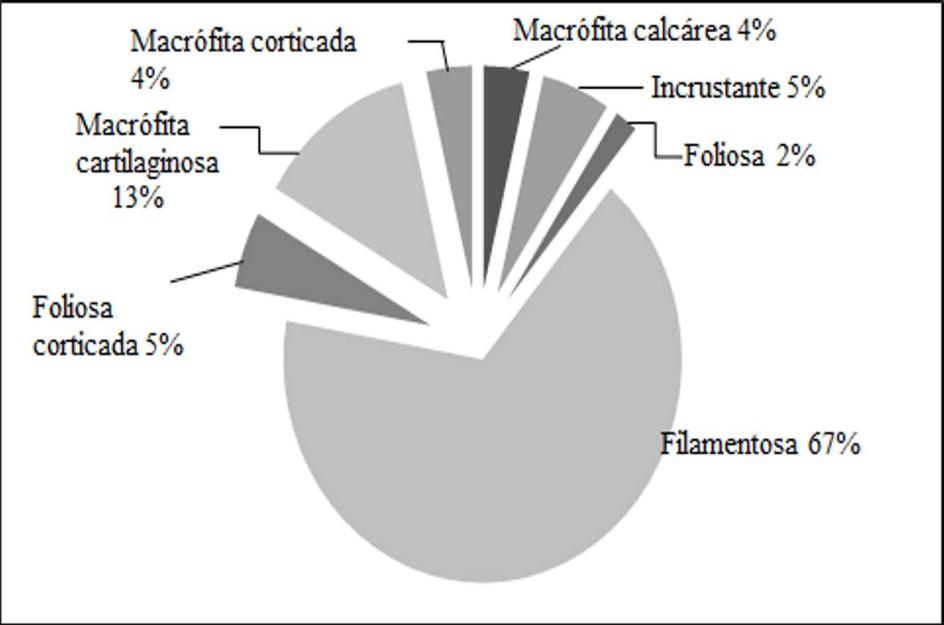 38 ALGAS EPÍFITAS EN SARGASSUM SINICOLA Figura 2.