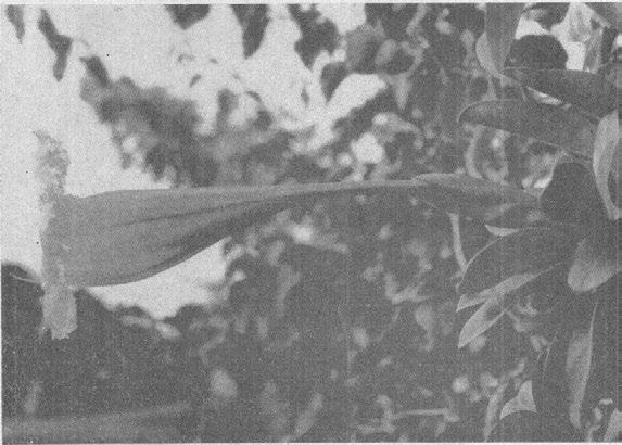 368 FLORA DE CUBA Melananthus 1.-M. cubensis Urb.-Hierba anual, ramosa, de 10-35 cm.