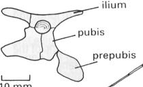 Humero corto y robusto Esternon amplio Vértebras cervicales alargadas prepubis Huesos de la cadera reducidos