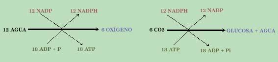 FOTOSÍNTESIS Balance energético de la fotosíntesis: La fase luminosa de la fotosíntesis produce ATP y NADPH. Si se sintetiza una molécula de glucosa (C6H12O6) se necesitan 6 CO2 y 12 de Agua.