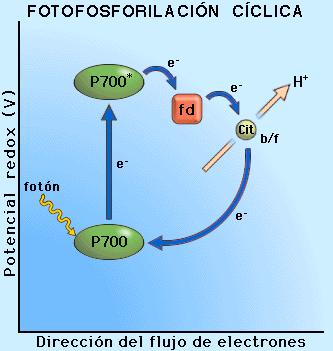 FOTOFOSFORILACIÓN CÍCLICA. Sólo actúa fotosistema I, sólo se produce ATP. No hay fotolisis del agua ni producción de oxígeno ni NADPH.