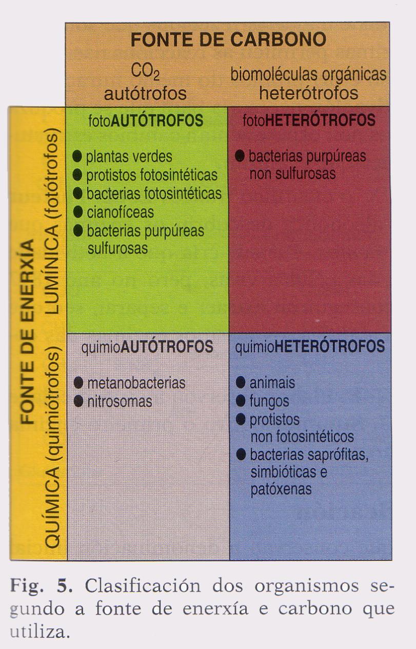 En el anabolismo se diferencian dos etapas: Autótrofo:paso de moléculas inorgánicas(h2o, CO2, NO3 ), a moléculas orgánicas sencillas (glucosa, aminoácidos, ácidos grasos).