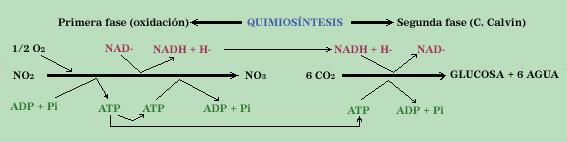 Nuha primeira fase oxidan materia inorgánica obtendo obtendo enerxía e coencimas reducidos Na segunda fase utilizan