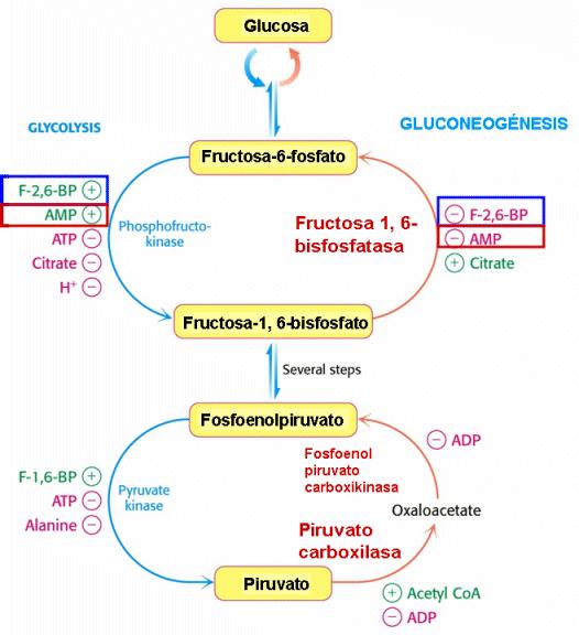 ANABOLISMO DE GLUCIDOS En las células animales y vegetales se obtiene glucosa a partir de piruvato del catabolismo por GLUCONEOGÉNESIS.
