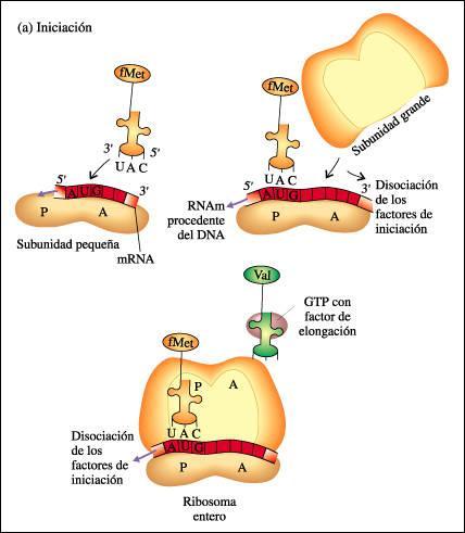 Una vez activados los aminoácidos, tiene lugar la síntesis de proteínas o traducción que se produce en tres etapas: iniciación, elongación y terminación.