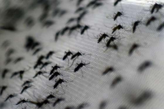 El Dengue es Más Peligroso que el Virus Zika AFP FEB 05.