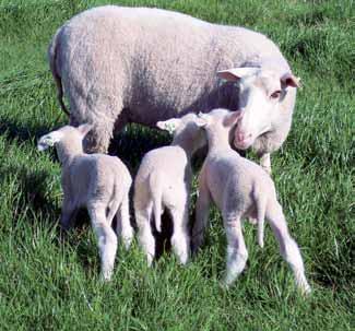 lotear las madres de forma tal de ofrecer los mejores recursos forrajeros a las ovejas preñadas.