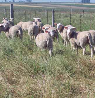 Foto 5 - Corderas destetadas pastoreando raigrás de ciclo largo. Foto 6 - Ovejas y corderos en pasturas de buena calidad en primavera.