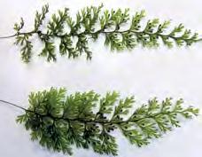 Hymenophyllum polyanthos Sw. Hierbas con rizoma rastrero, pardo-ferrugíneo, tricomas adpresos, hojas o frondas distantes desde 3 hasta 17 cm largo, desde 2 hasta 6 cm de ancho; pecíolo desde 1.
