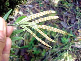 Pleopeltis mexicana (Fée) Mickel & Beitel Sinónimo: Pleopeltis macrocarpa (Bory ex Willd) Kaulf Hierba epifita, rizoma rastrero, desde 1.5 hasta 2 mm; escamas del rizoma dimórficas desde 0.