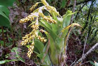 Catopsis berteroniana (Schult. & Schult. f.) Mez Plantas desde 20 hasta 90 cm de talla. Hojas numerosas, de 15-35 cm de largo por 1.5 hasta 5 cm de ancho, en una roseta compacta, lanceoladas.