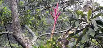 Hojas elípticas u ovadas, de 8 cm de ancho; hojas liguladas, acuminadas desde 3 hasta 4 cm de ancho, subglabras, de color verde, matizadas de púrpura, glabras.