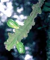 nt Disocactus macdougallii (Alexander) Barthlott Siempre epífita, con ramas oblongo lineares, desde 15 hasta 45 cm de argo y desde 2 hasta 5 cm de ancho, con ápice obtuso y base cilíndrica, desde 4