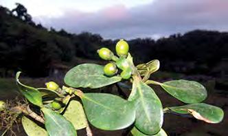 Clusia guatemalensis Hemsl. Arbusto de hasta 9 metros de alto, terrestre o hemiepífita.