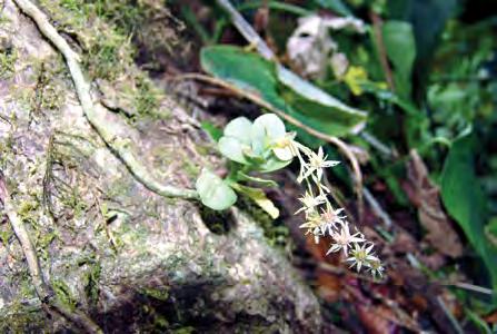 Sedum botterii Hemsl. Hierba epífita, colgante. Tallo aproximadamente de 13 cm de longitud. Hojas orbiculares, coriáceas, desde 3 hasta 4 cm de largo y desde 1.5 hasta 2 cm de ancho.