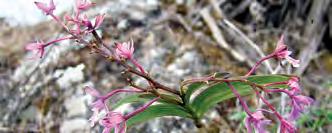 Epidendrum myrianthum Lindl. Hierba erecta desde 40 hasta 140 cm de talla. Tallos escamosos. Hojas lineares, desde 6 hasta 10 cm de largo y 0.7 cm de ancho.