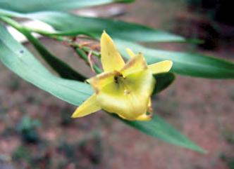 Epidendrum sobralioides Ames & Correl Hierba epífita con flores llamativas de color verde amarillento, de 50 cm de talla. Hojas de 12 hasta 19 cm de largo por 1 hasta 1.5 cm de ancho, coriáceas.