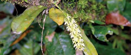 Notylia barkeri Lindl. Hierba epífita, erecta, de las especies más grandes en este género, creciendo en colonias, de 30 cm de talla.