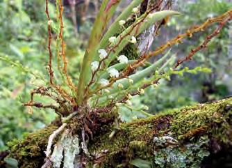 Oncidium sphacelatum Lindl. Planta epífita de talla grande, muy abundante y vistosa en época de floración por sus numerosos racimos de flores amarillas, y por las grandes colonias que forman.