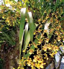 Las flores son numerosas, pequeñas pero vistosas, amarillas con manchas café rojizas, variables en tamaño y forma en los segmentos florales. Labio poco profundo y desigualmente trilobado, desde 1.