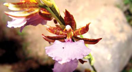 Inflorescencia con una flor solitaria, con un bráctea floral de textura delgada, sépalos y pétalos membranosos, blanco translúcidos, con una vena central púrpura, labio amarillo o naranja.