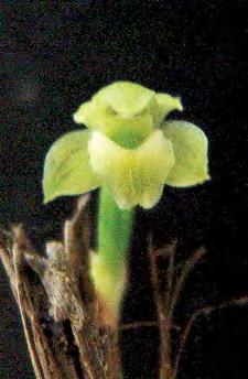 Scaphyglottis fasciculata Hook. Microorquídea epífita, sin flores, similar a S.crurigera. Tallos desde 10 hasta 30 cm, 2 hojas, desde 4.5 hasta 7.5 cm de largo por 2 hasta 3 mm de ancho.