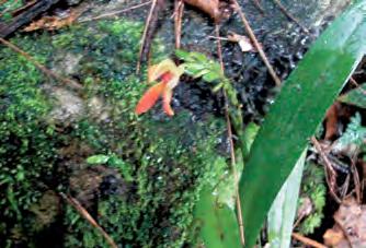 Specklinia endotrachys (Rchb. f.) Pridgeon & M. W. Chase Es característico su tallo corto, desde 1 hasta 2 cm, grueso. La hoja mide desde 10 hasta 17 cm de largo por 1.